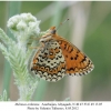 melitaea arduinna1 female2